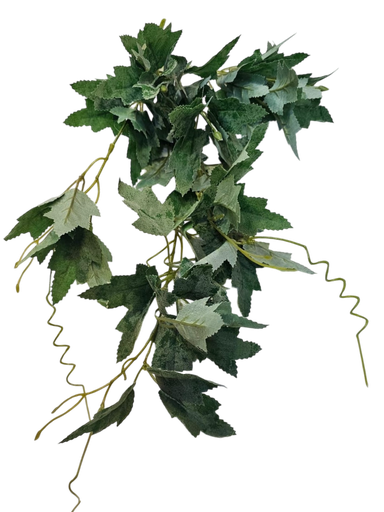 hydra leaves