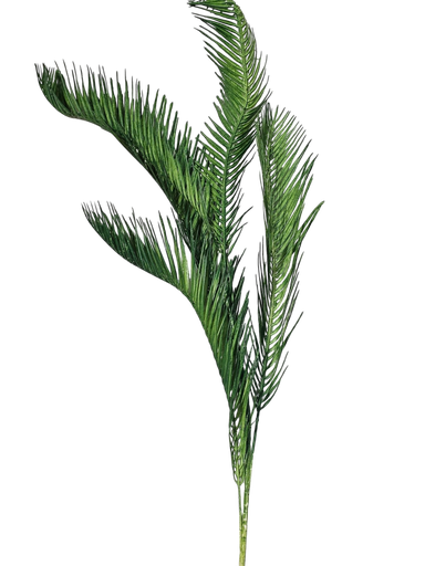 cycas branch