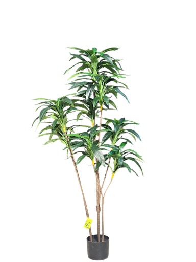 درەختی دراسینا 160 سانتیمەتر