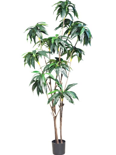 Dracaena Tree 220Cm