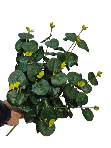 الأوكالبتوس