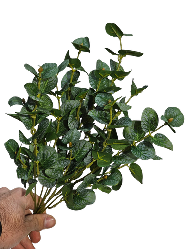 یوکالیپتۆس