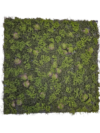 100*100 green wall
