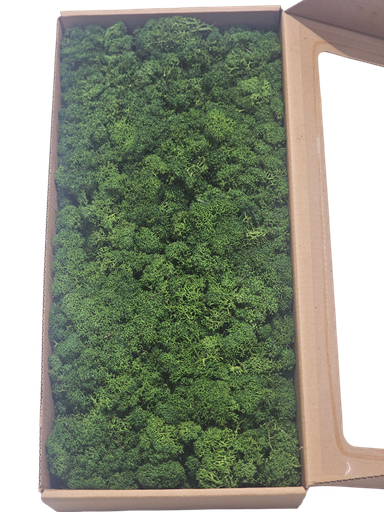 Natural Reindeer Moss