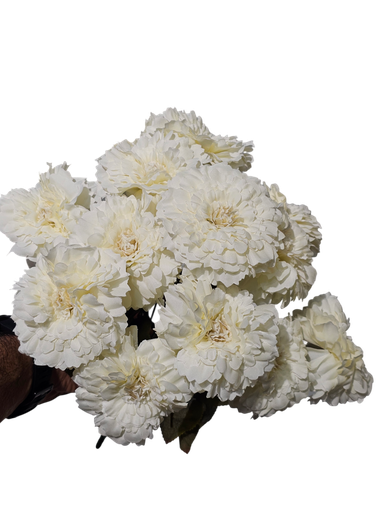 Off White Carnation Flower