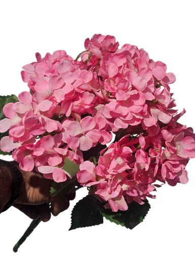 Pink Hydrangea