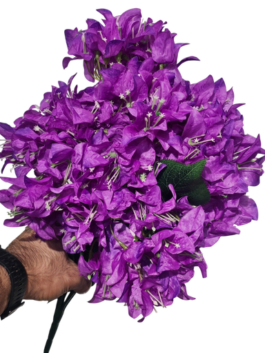Purple Bougainvillea