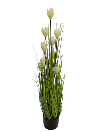 گیای پامپاس