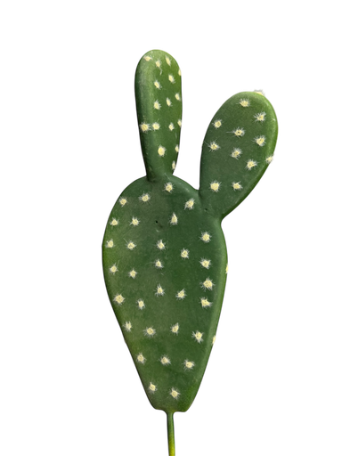 الصبار