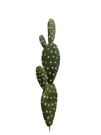 الصبار