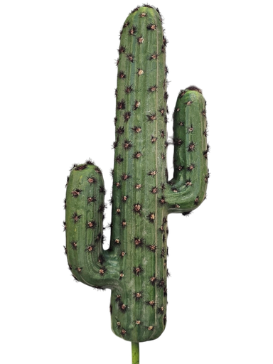 الصبار