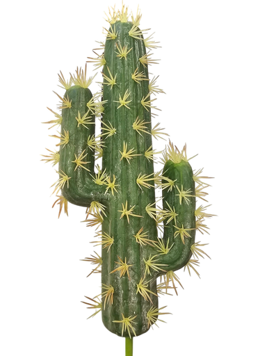 الصبار