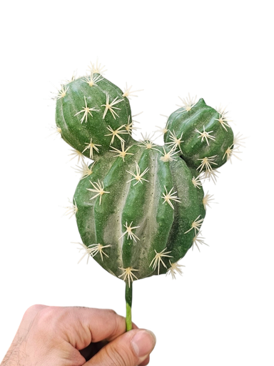 الصبار