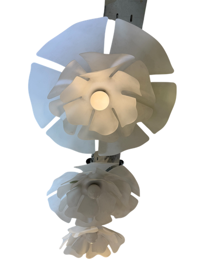 سوڕەیەی گوڵ