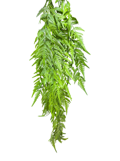 شۆرەبی