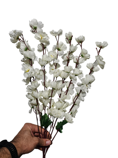 White Cherry Blossom