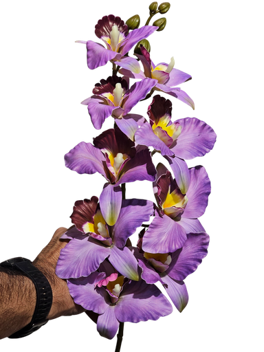 دراگۆن ئۆرکید