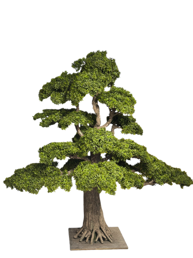 bonsai trees