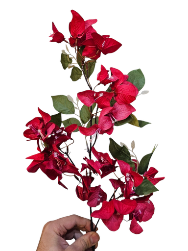 بۆگەنڤیلیای سوور