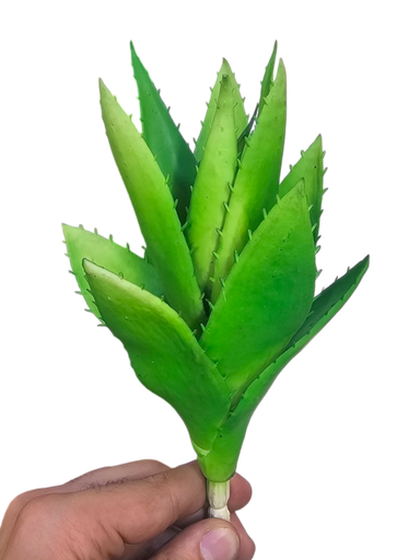 Little Aloe Vera