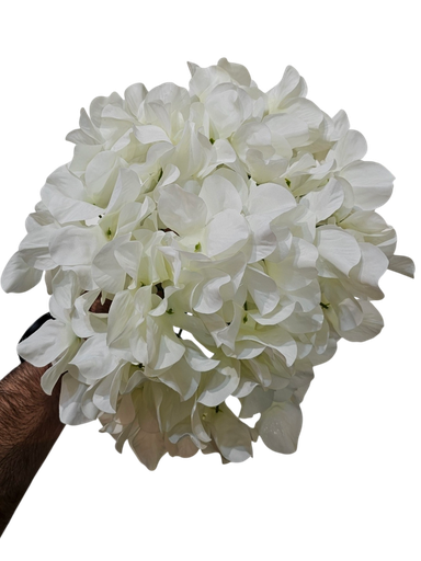 hydrangea 