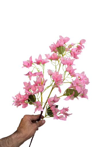 bougainvelia