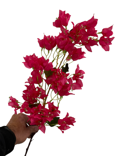 bougainvelia
