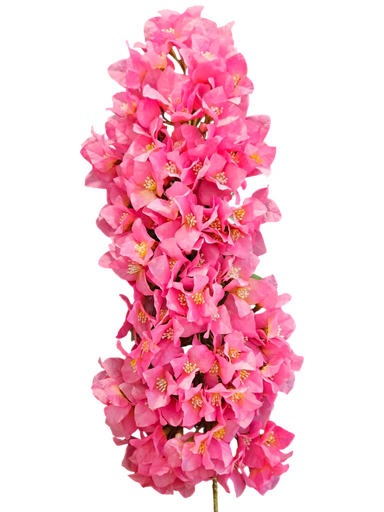 pink bougainvelia bunch