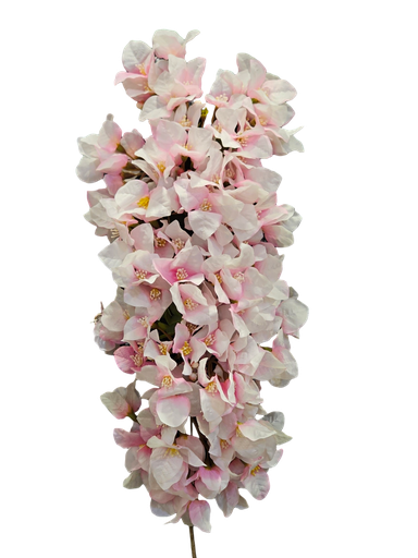 pink  bougainvelia bunch