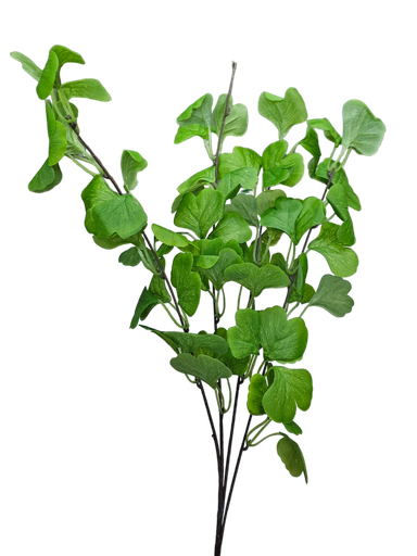 فروع الأوراق