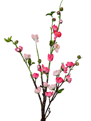 لقی گوڵی بچووک