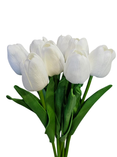 white tulip
