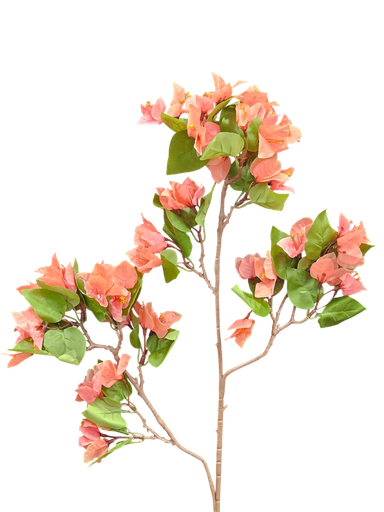 bougainvelia