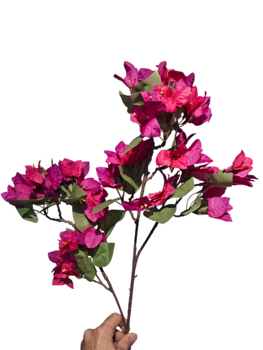 bougainvelia