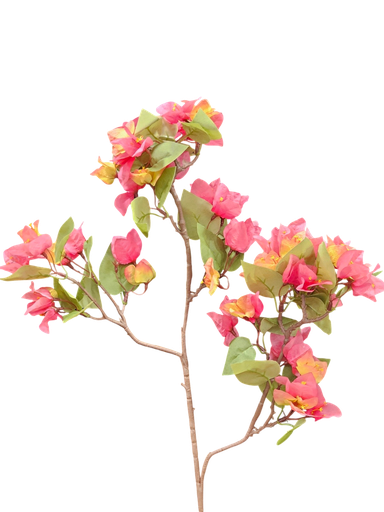 bougainvelia