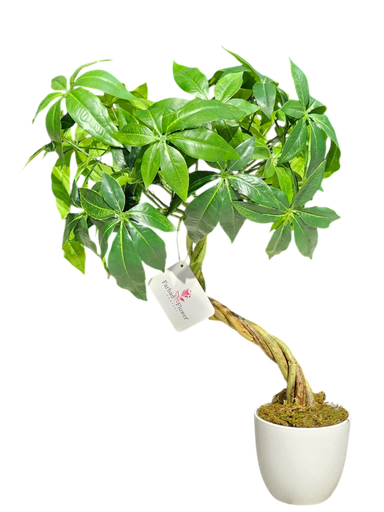 الشجرة 55 سم