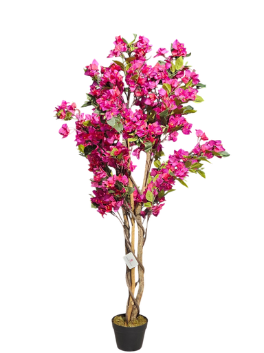 bougainvelia tree 150 cm