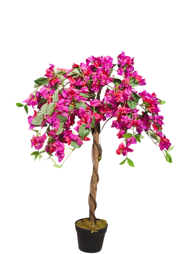 90 cm bougainvelia tree