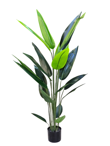 داری مۆز 140 سانتیمەتر