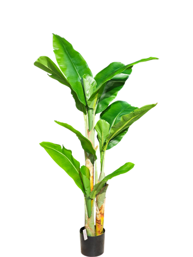 داری مۆز 160 سم