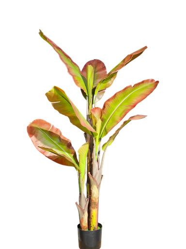 شجرة الموز الأحمر 180 سم