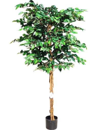 درەخت 150 سانتیمەتر