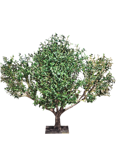 Olive Tree