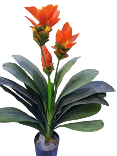 التين المطاطي