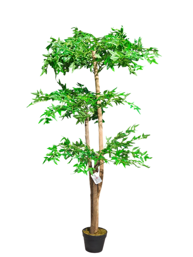 ناندینا 150 سم