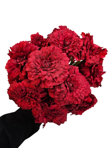 Chrysanthemum Red