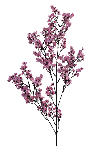 peach blossom branch