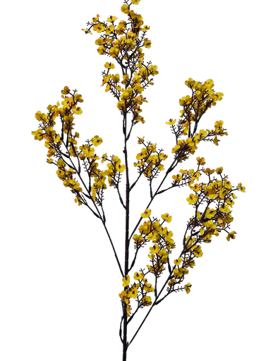 فرع زهرة الخوخ