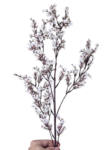 لقی خونچەی قۆخ