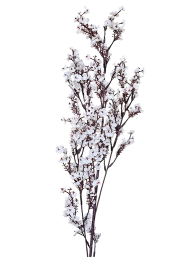 فرع زهرة الخوخ